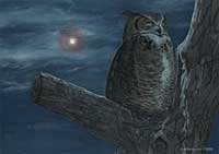 Owl Moon