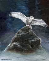 The White Owl